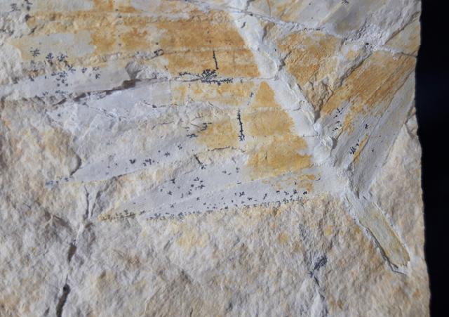 Zamites feneonis BRONGNIART - Bild &copy; FossNet FossilienStore